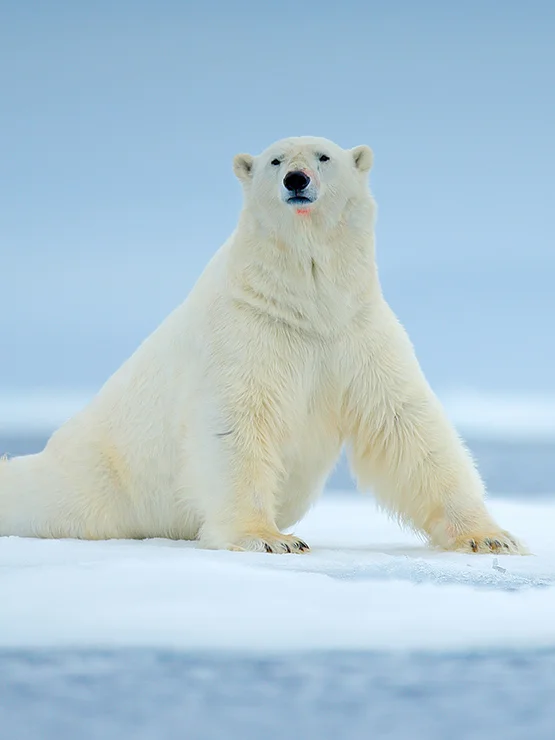 Наблюдение за белыми медведями и китами