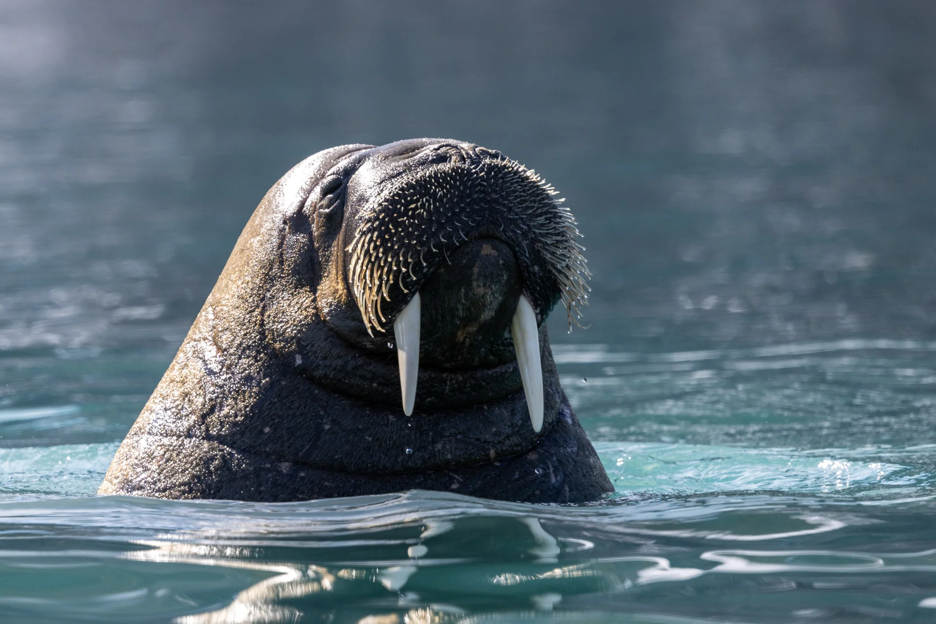 Лежбища моржей и гигантские птичьи базары