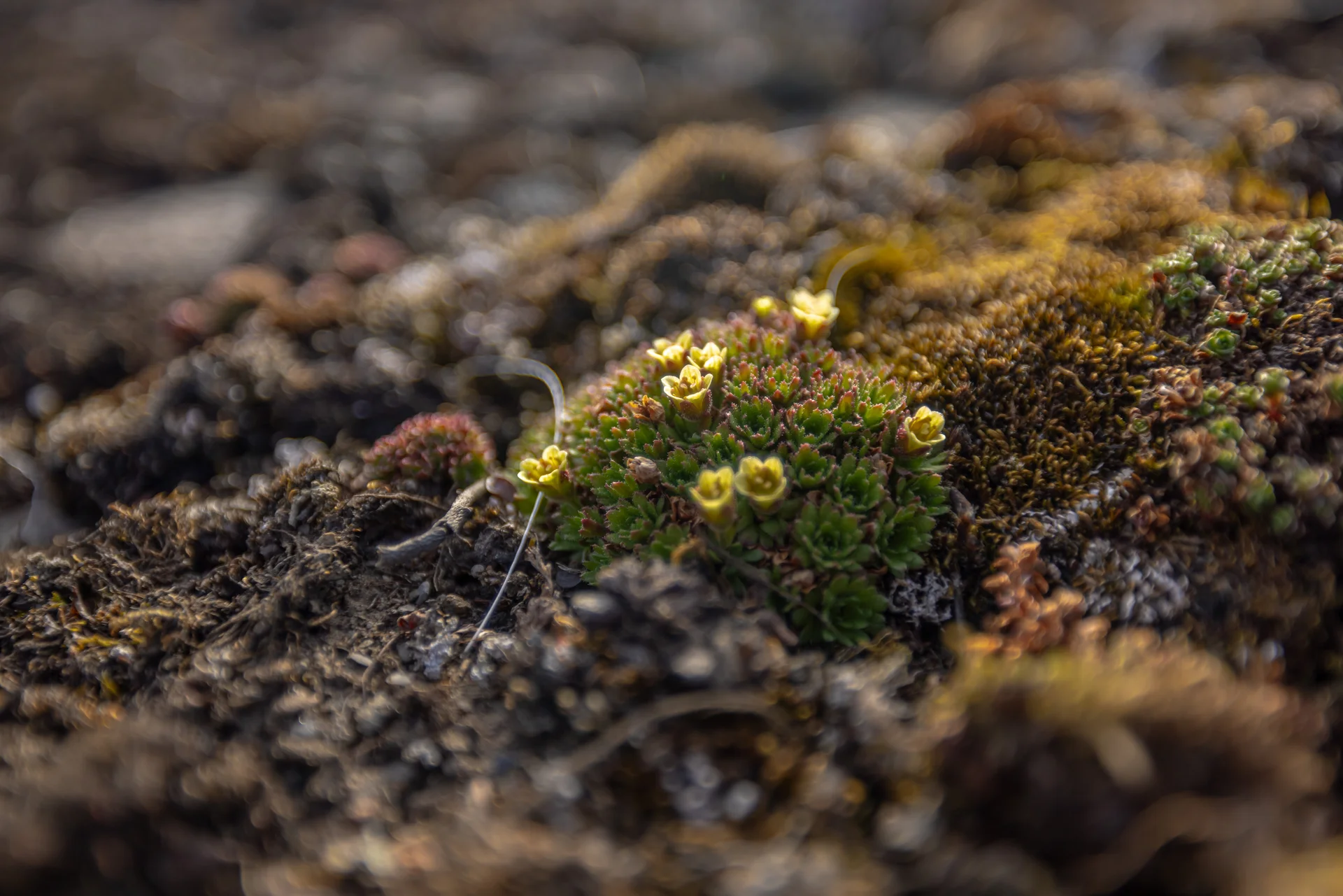 Коса Мээчкын
