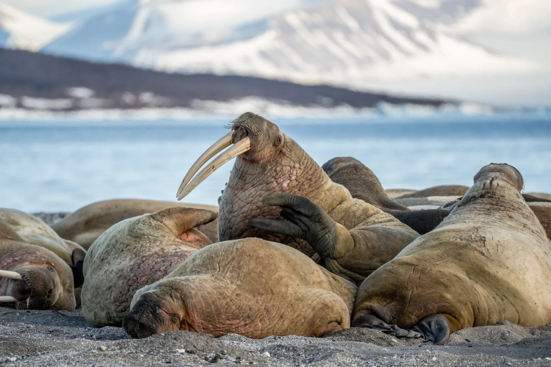 Коса Мээчкын