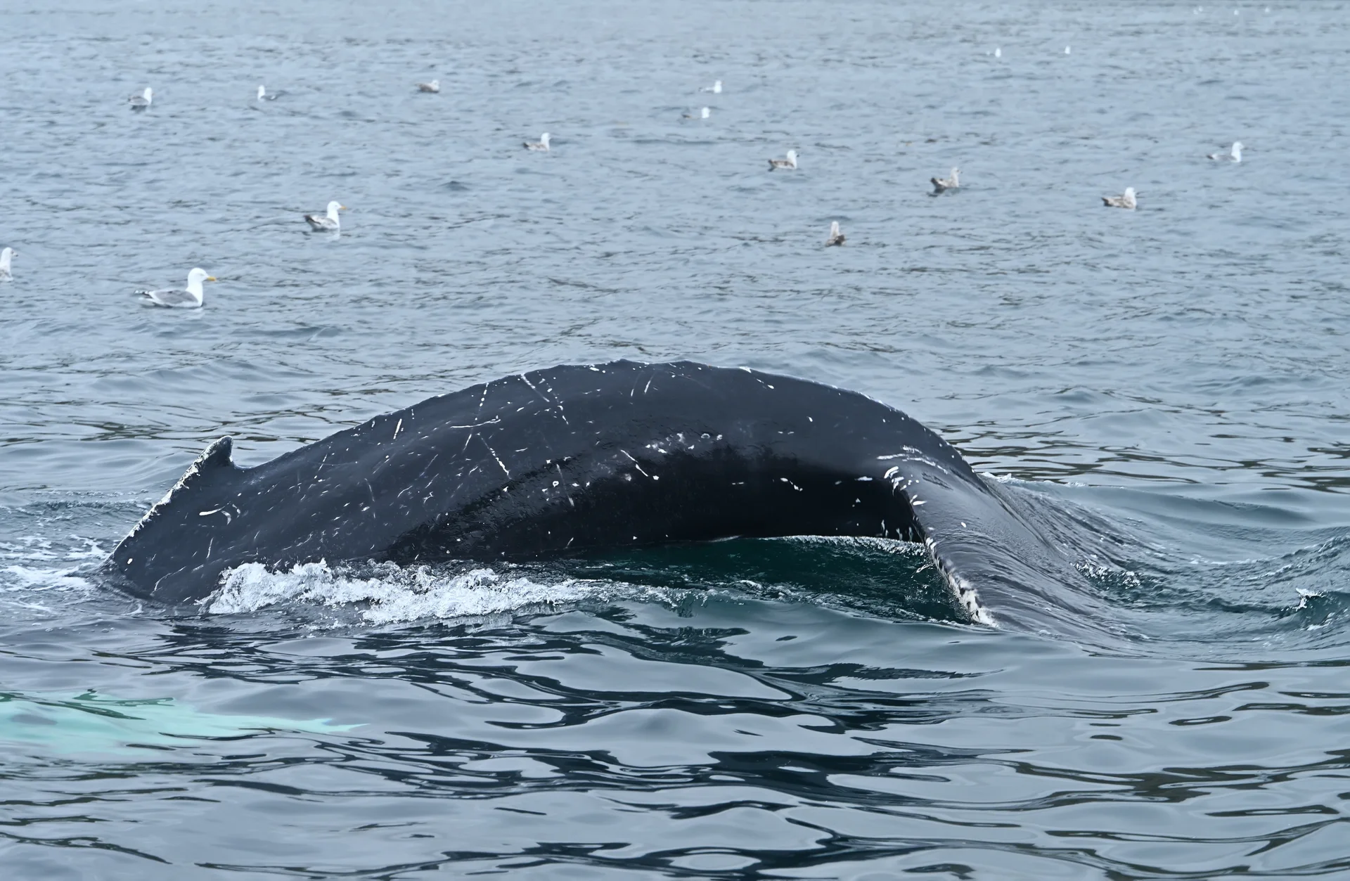 Остров Иттыгран и пролив Сенявина