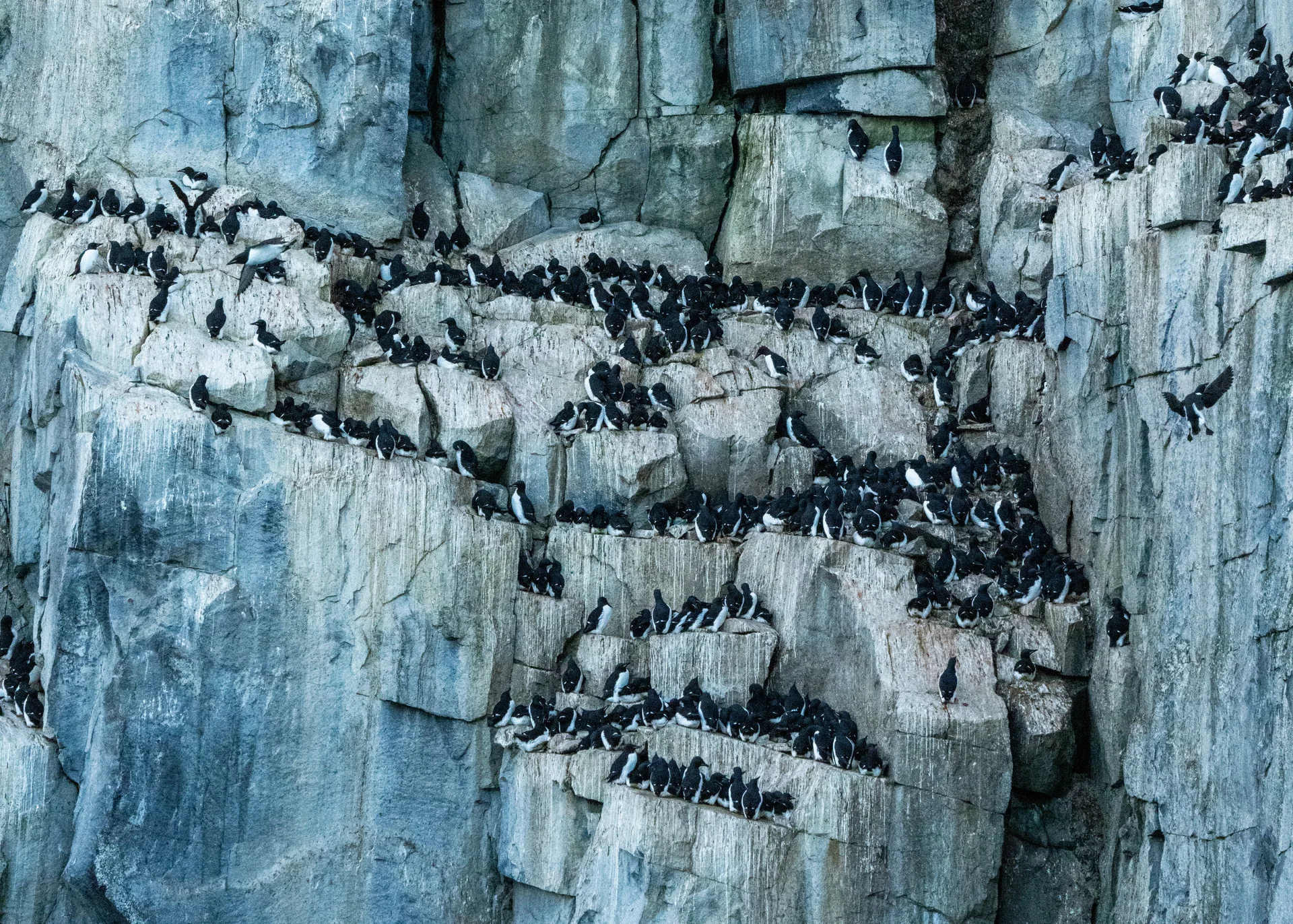 Акватория острова Врангеля