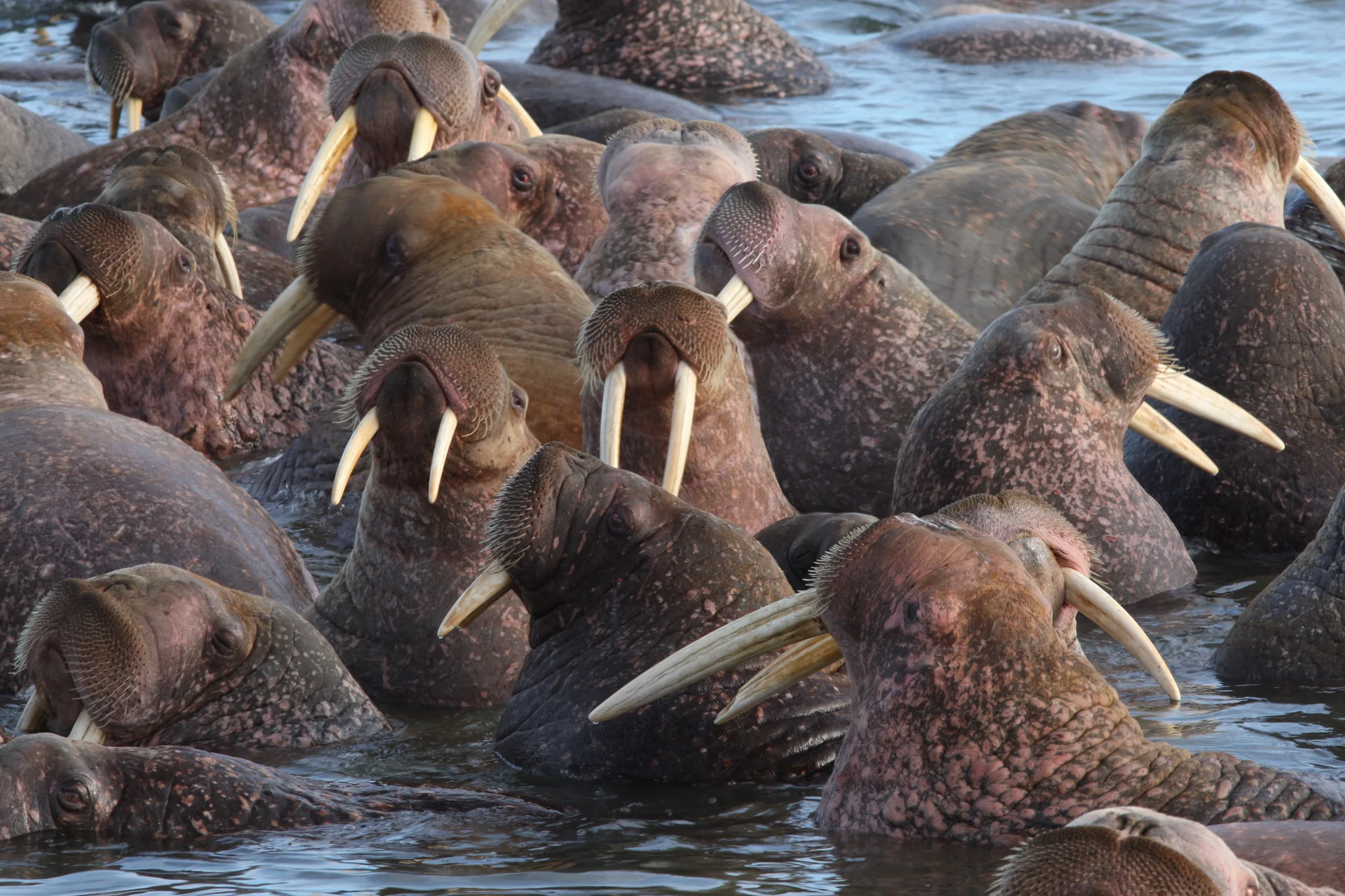 Колючинская губа