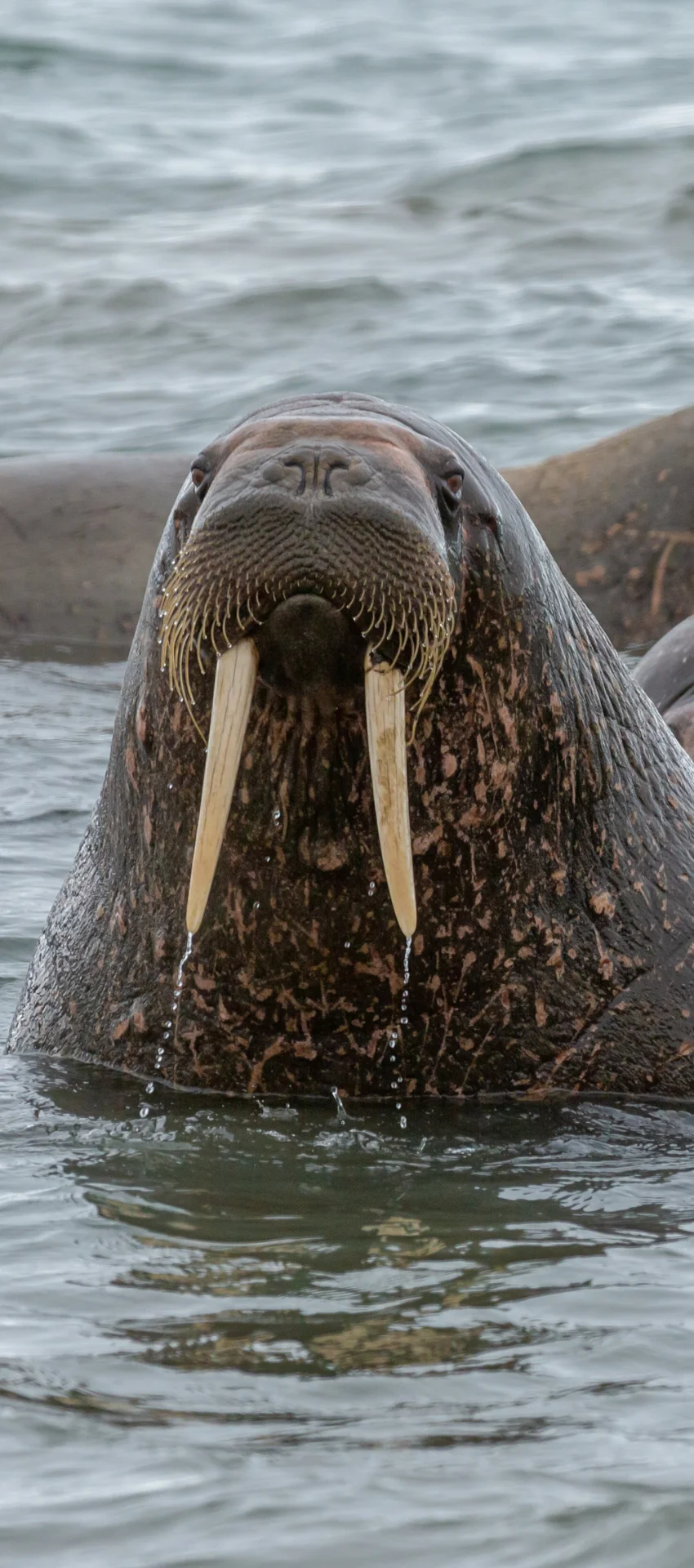 Тихоокеанский морж
