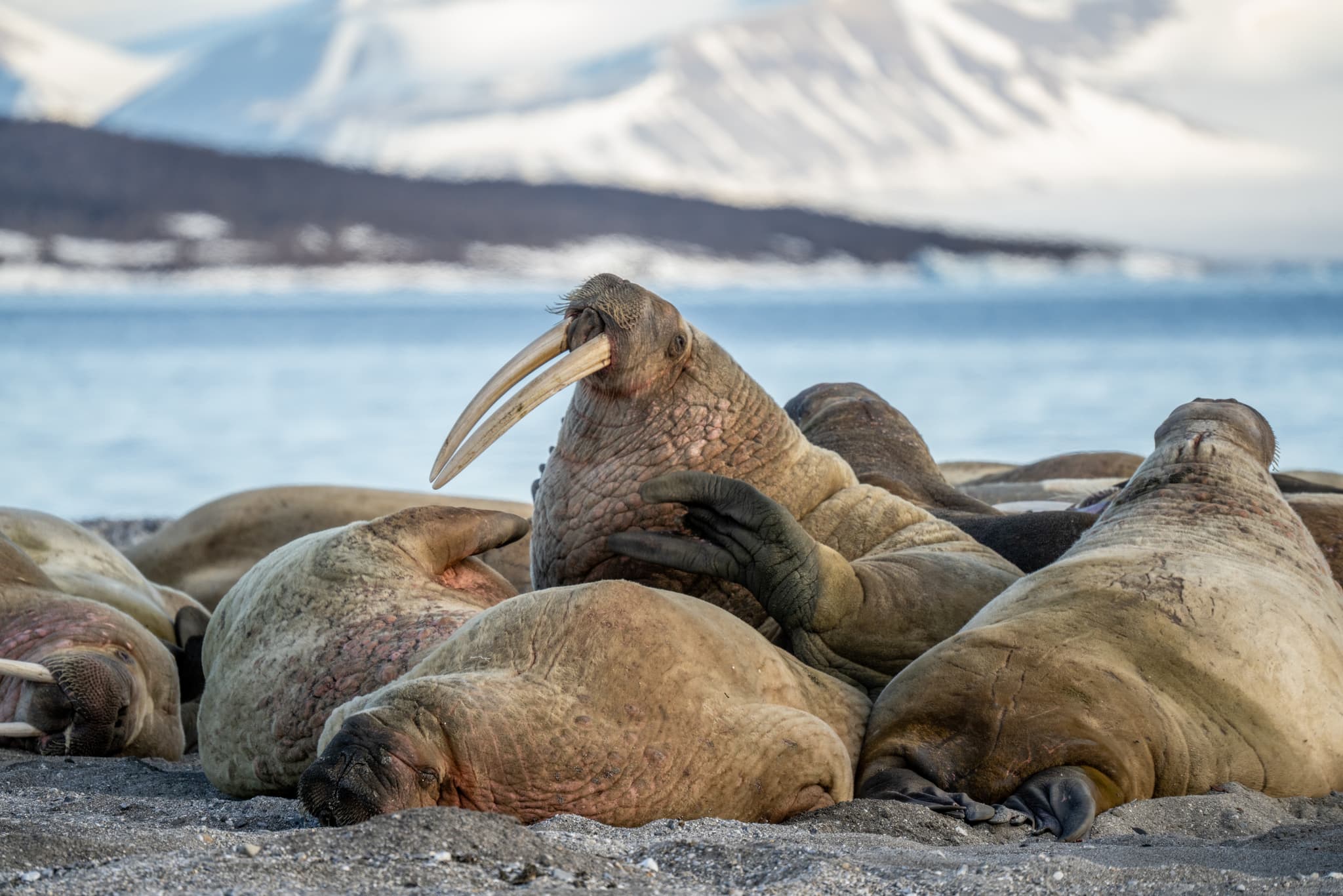 Коса Мээчкын