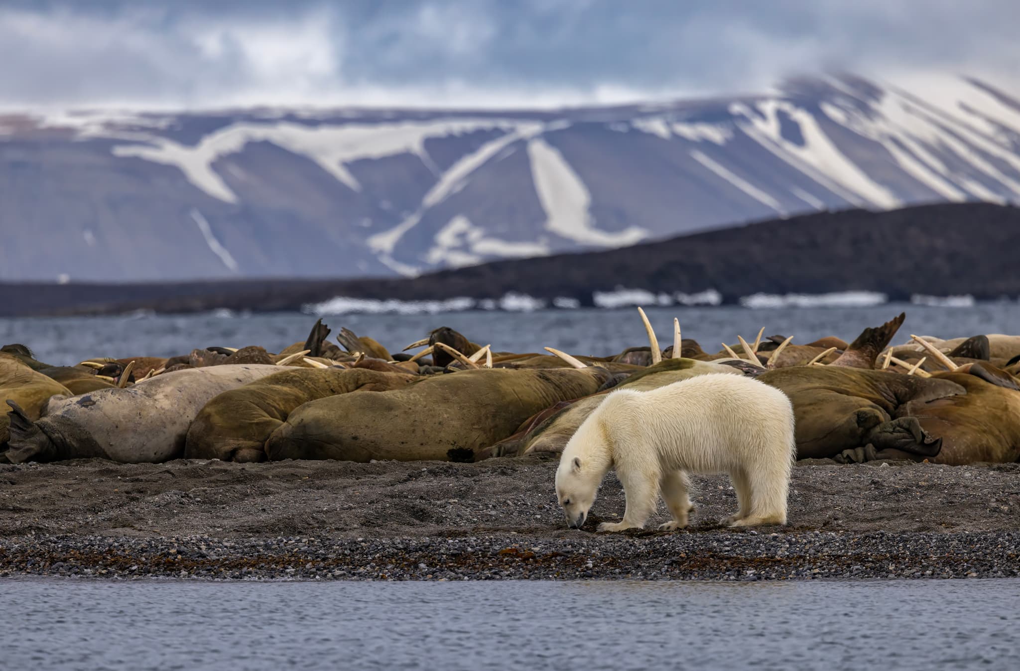 Остров Колючин