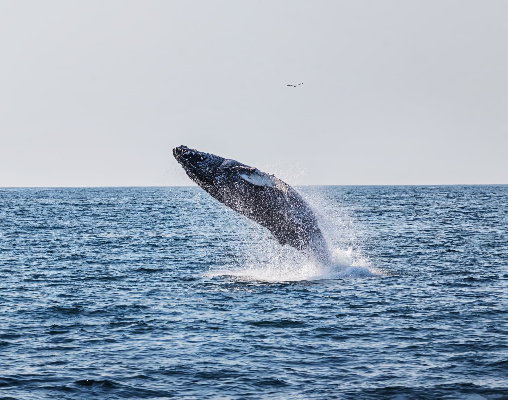 Гренландский кит