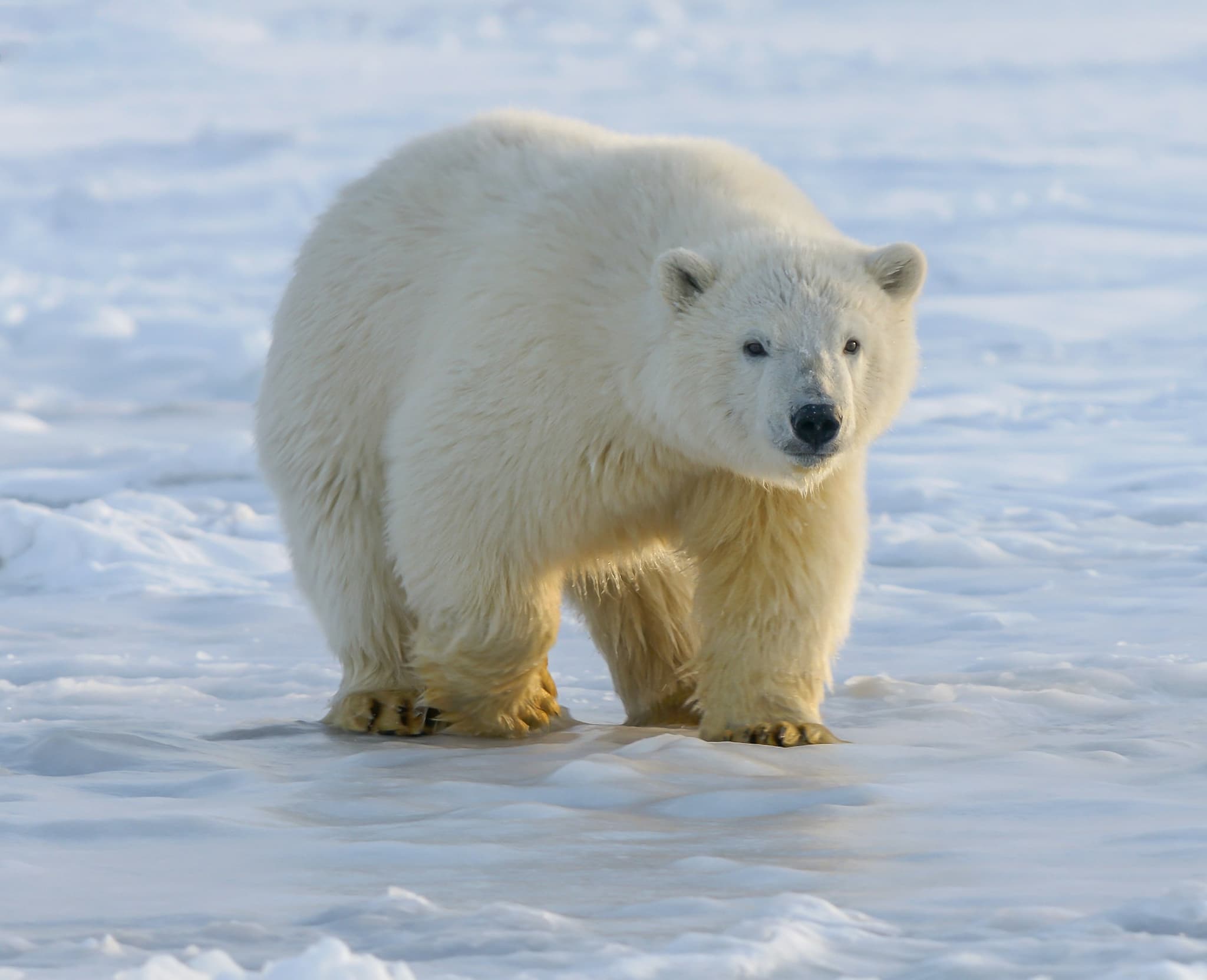 Белый медведь